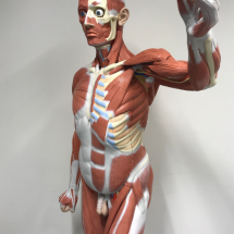 model ludzkiego układu mięśniowego